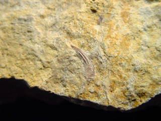 Nothosaurus Zahn Fossil 10 cm Plesiosaurier - Rüdersdorf, Deutschland