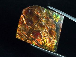 Ammolite 22,17 Ct. fine colorplay - cabochon 24,5 mm