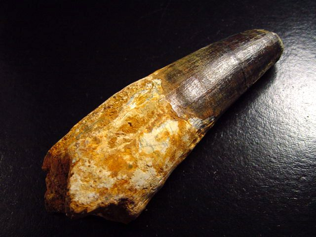 Spinosaurus tooth - 10,3 cm - Spinosaur Dinosaur