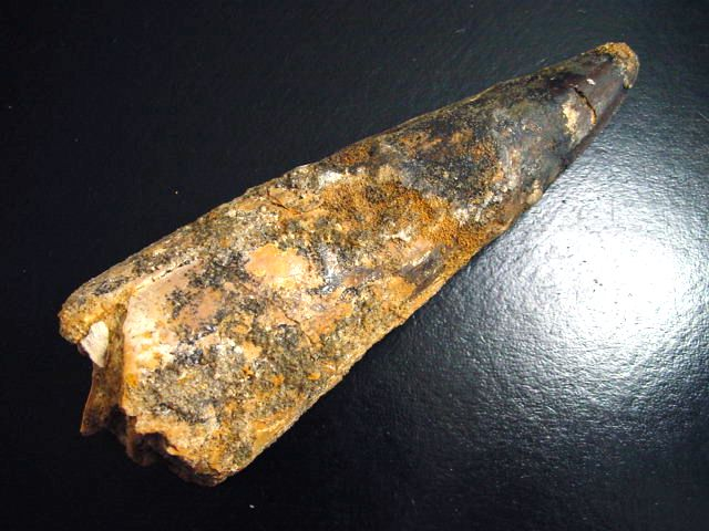 Spinosaurus tooth - 12,7 cm - Spinosaur Dinosaur