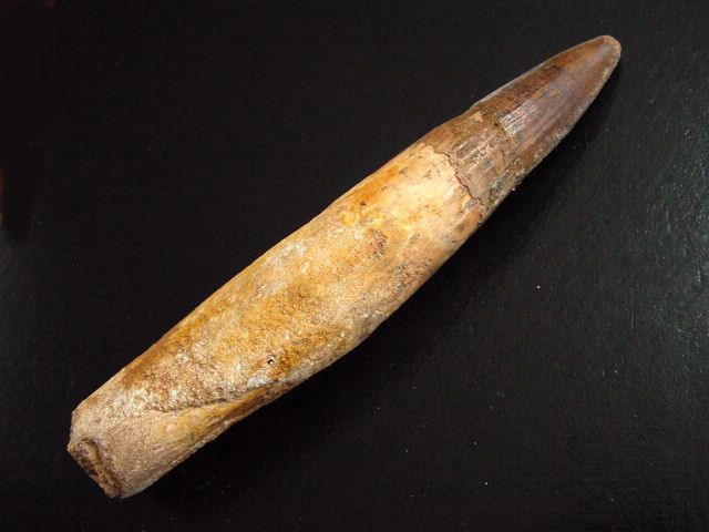 Spinosaurus tooth - 12,1 cm - Spinosaur Dinosaur