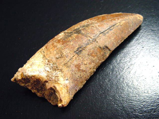 Carcharodontosaurus tooth - 8,0 cm - Carcharodontosaur