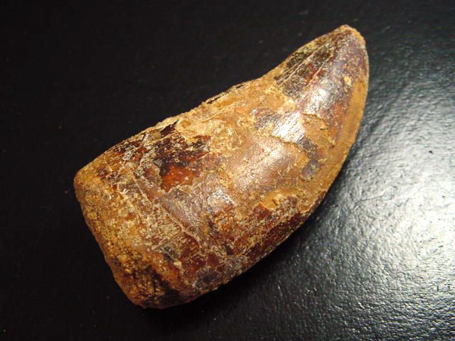 Carcharodontosaurus tooth - 6,2 cm - Carcharodontosaur