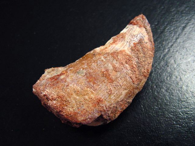 Carcharodontosaurus tooth - 4,6 cm - Carcharodontosaur