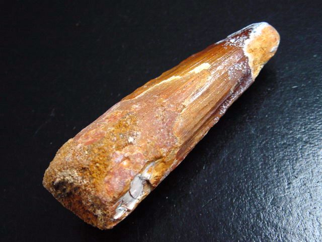 Spinosaurus tooth - 5,9 cm - Spinosaur Dinosaur