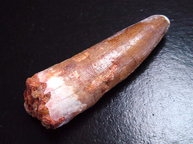 Spinosaurus tooth - 5,4 cm - Spinosaur Dinosaur