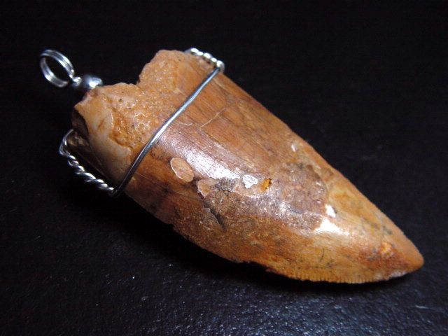 Carcharodontosaurus tooth pendant 925 silver - 5,6 cm - Carcharodontosaur Dinosaur