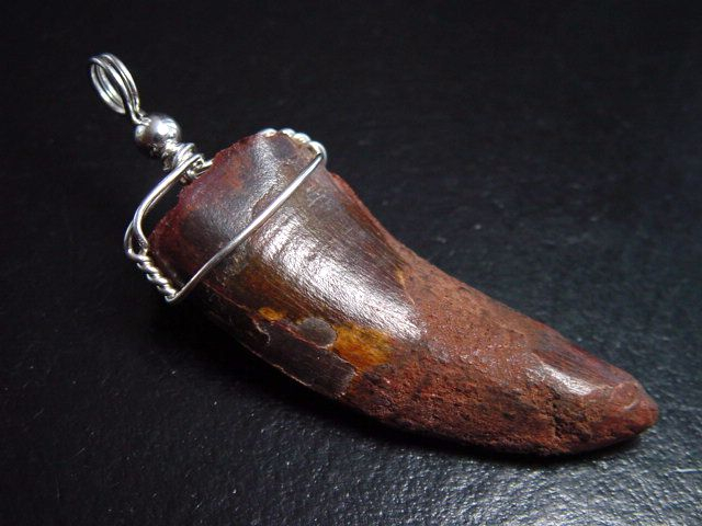 Carcharodontosaurus tooth pendant 925 silver - 5,5 cm - Carcharodontosaur Dinosaur