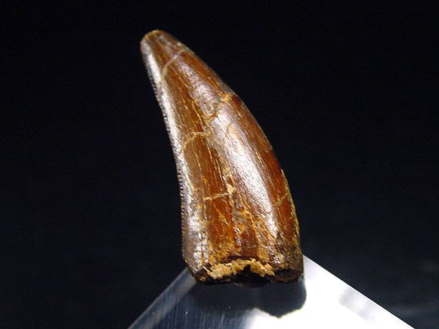 Deltadromeus tooth - 2,6 cm - Raptor Dinosaur