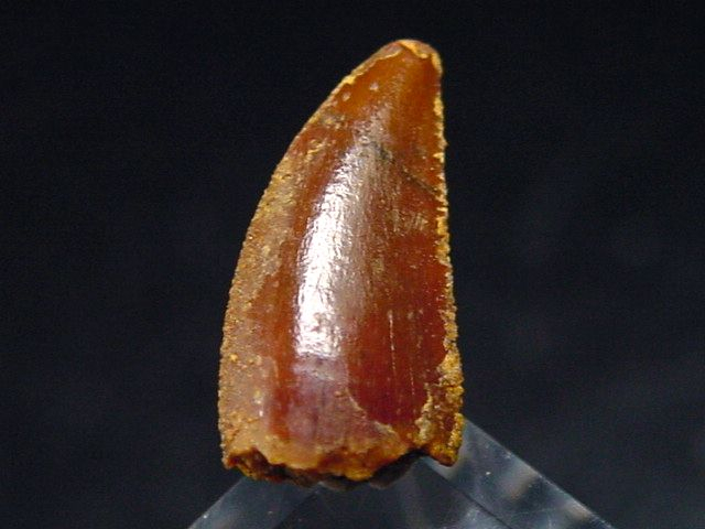 Deltadromeus tooth - 1,3 cm - Raptor Dinosaur