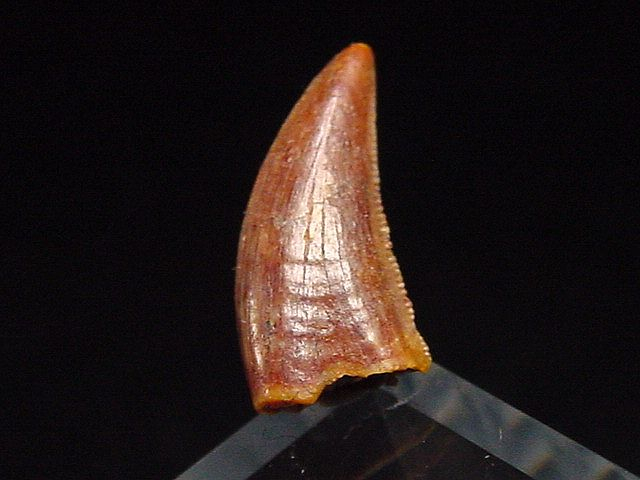 Deltadromeus tooth - 1,3 cm - Raptor Dinosaur