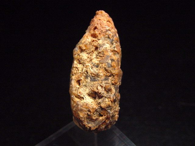 Fossil Pine cone 36 mm 35-50 mio. years - West Sahara, Morocco