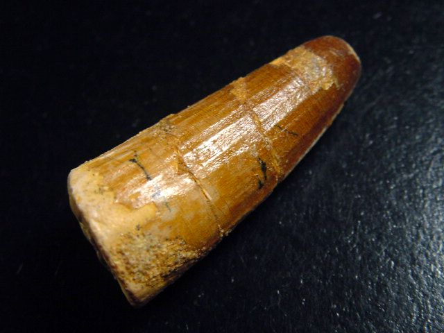 Spinosaurus tooth - 4,7 cm - Spinosaur Dinosaur