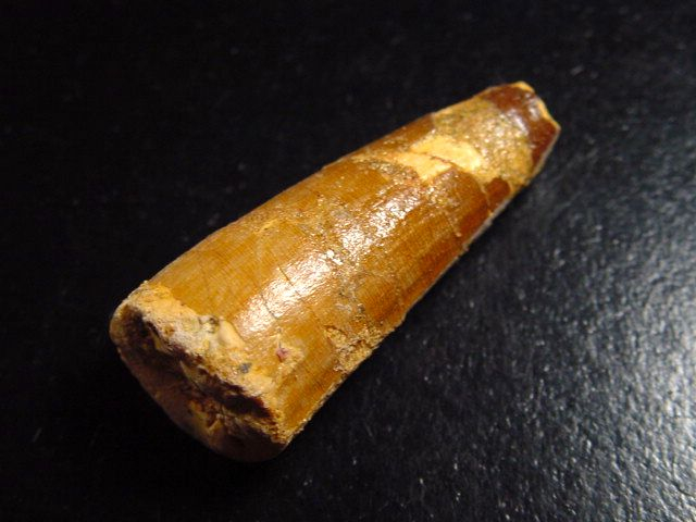 Spinosaurus tooth - 4,7 cm - Spinosaur Dinosaur