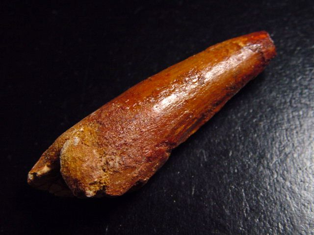 Spinosaurus tooth - 5,9 cm - Spinosaur Dinosaur