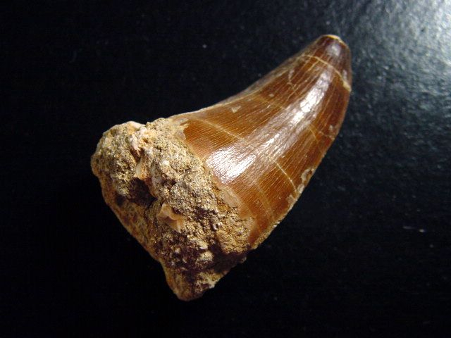 Mosasaur tooth - 5,0 cm - Mosasaurus Dinosaur