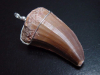 Mosasaur tooth pendant 925 silver - 5,8 cm - Mosasaurus Dinosaur