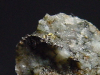 Gold crystalline / Gold specimen 10 mm - Wurtenkees, Kärnten, Austria