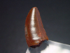 Deltadromeus tooth - 1,7 cm - Raptor Dinosaur