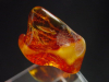 Amber specimen polished 31 mm Poland