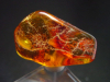 Amber specimen polished 32 mm Poland