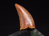 Deltadromeus tooth - 1,3 cm - Raptor Dinosaur