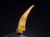 Pterosaur tooth - 4,1 cm - Siroccopteryx Pteranodon