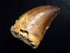 Mosasaur tooth - 5,4 cm - Mosasaurus Dinosaur