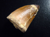 Mosasaur tooth - 5,5 cm - Mosasaurus Dinosaur