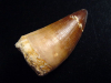 Mosasaur tooth - 5,5 cm - Mosasaurus Dinosaur