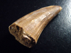 Mosasaur tooth - 5,4 cm - Mosasaurus Dinosaur